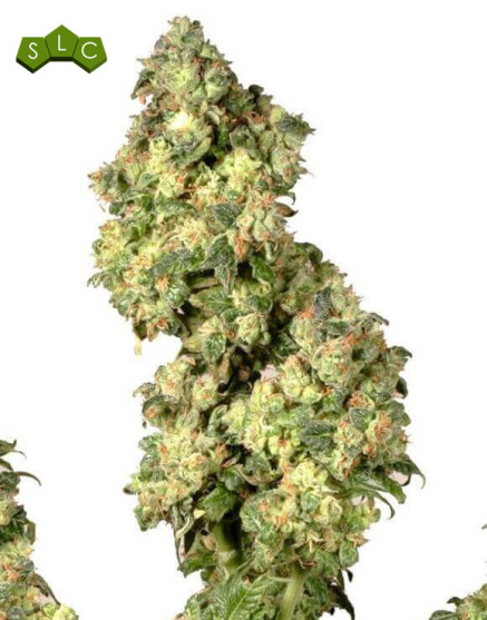 Ultra Skunk - Los Mejores Precios