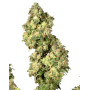 Ultra Skunk - Los Mejores Precios