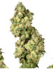 Ultra Skunk - Los Mejores Precios