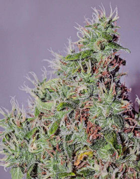 Semillas Amnesia Mistery - Marihuana feminizada de Positronics