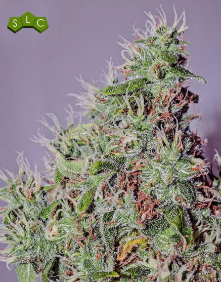 Semillas Amnesia Mistery - Marihuana feminizada de Positronics