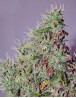 Semillas Amnesia Mistery - Marihuana feminizada de Positronics