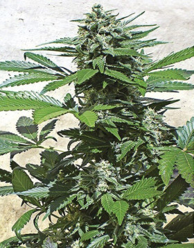 Blue Rhino Feminzada Semillas de marihuana