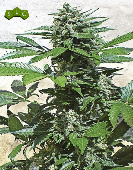 Blue Rhino Feminzada Semillas de marihuana