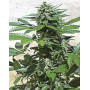 Blue Rhino Feminzada Semillas de marihuana