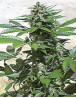 Blue Rhino Feminzada Semillas de marihuana