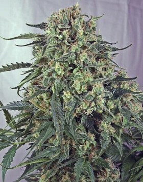 Caramelice Semillas de marihuana