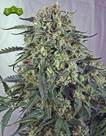 Caramelice Semillas de marihuana