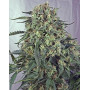 Caramelice Semillas de marihuana