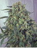 Caramelice Semillas de marihuana