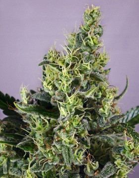 Marihuana Claustrum - Semillas en OFERTA - SLC