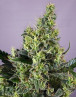 Marihuana Claustrum - Semillas en OFERTA - SLC