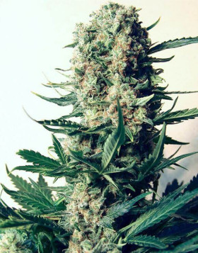 Critical 47 - Semillas de Critical x AK47 - SemillasLowCost