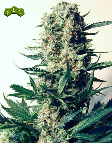 Critical 47 - Semillas de Critical x AK47 - SemillasLowCost