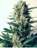 Critical 47 - Semillas de Critical x AK47 - SemillasLowCost