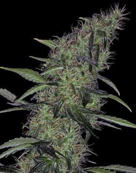 Somango 47 Feminizada Semillas de marihuana
