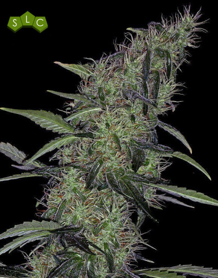 Somango 47 Feminizada Semillas de marihuana