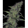 Somango 47 Feminizada Semillas de marihuana