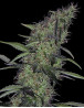 Somango 47 Feminizada Semillas de marihuana
