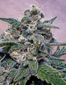 Marihuana Supercheese - Semillas originales - SemillasLowCost