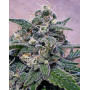Marihuana Supercheese - Semillas originales - SemillasLowCost