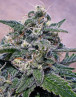 Marihuana Supercheese - Semillas originales - SemillasLowCost