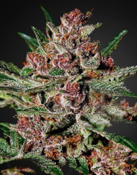 Marihuana Bubba Kush - Feminizadas en OFERTA - SemillasLowCost