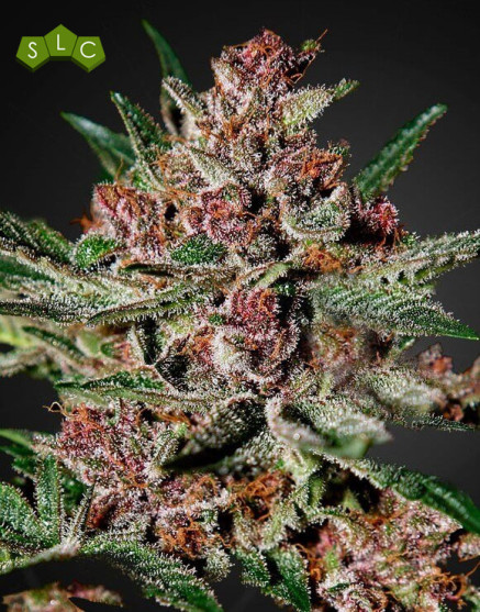 Marihuana Bubba Kush - Feminizadas en OFERTA - SemillasLowCost
