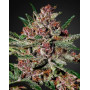 Marihuana Bubba Kush - Feminizadas en OFERTA - SemillasLowCost