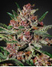 Marihuana Bubba Kush - Feminizadas en OFERTA - SemillasLowCost