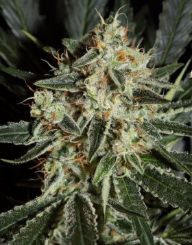 Marihuana Cheese - Semillas originales y feminizadas - SLC