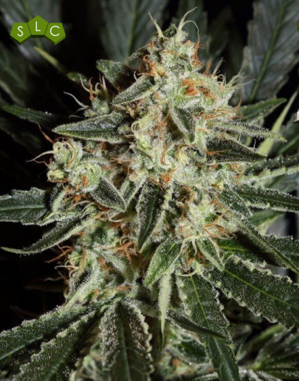 Marihuana Cheese - Semillas originales y feminizadas - SLC