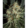 Marihuana Cheese - Semillas originales y feminizadas - SLC