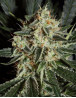 Marihuana Cheese - Semillas originales y feminizadas - SLC