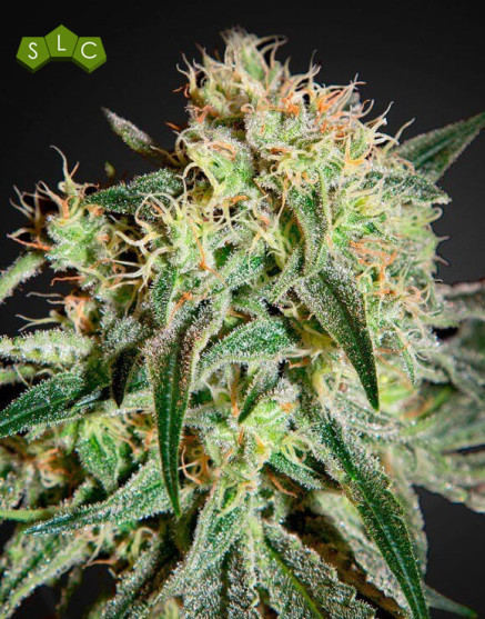 Damn Sour Feminizada