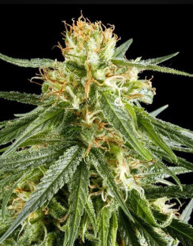 Hawaiian Snow Feminizada