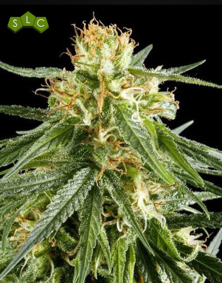 Hawaiian Snow Feminizada