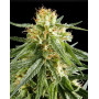 Hawaiian Snow Feminizada