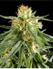 Hawaiian Snow Feminizada