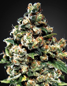Jack Herer de Green House Seeds