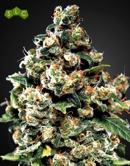 Jack Herer de Green House Seeds