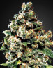 Jack Herer de Green House Seeds