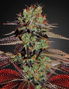 King Kush Feminizada