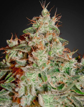 Lemon Skunk - Venta Online + Info