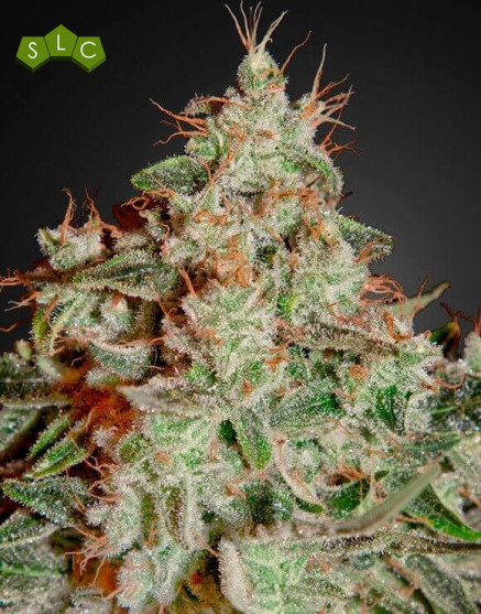 Lemon Skunk - Venta Online + Info