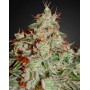 Lemon Skunk - Venta Online + Info