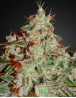 Lemon Skunk - Venta Online + Info