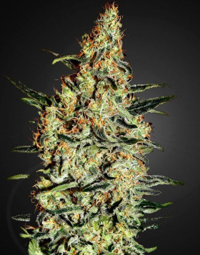 Neville´s Haze Feminizada