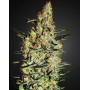 Neville´s Haze Feminizada
