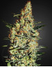 Neville´s Haze Feminizada